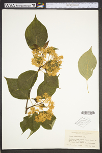 Cornus alternifolia image