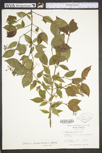 Cornus drummondii image