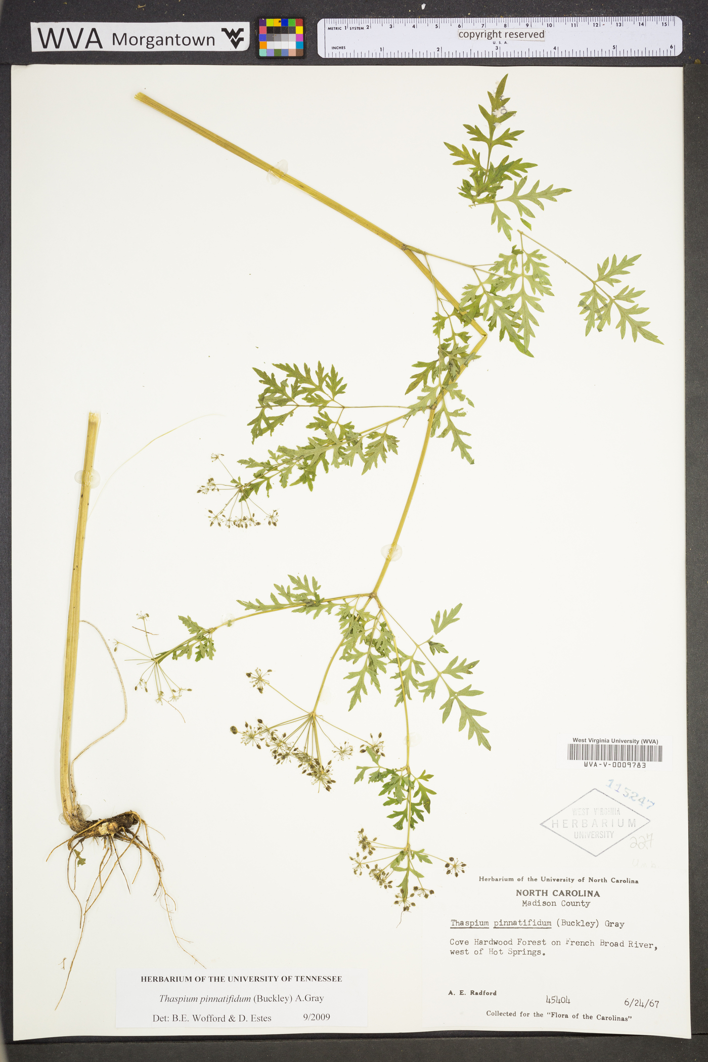 Thaspium pinnatifidum image