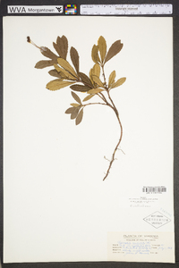 Chimaphila umbellata image