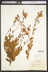 Bejaria racemosa image