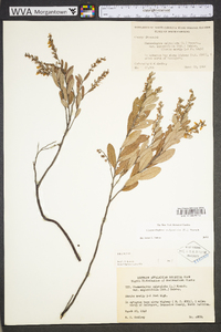 Chamaedaphne calyculata image