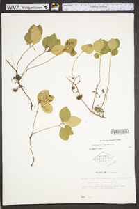 Gaultheria procumbens image