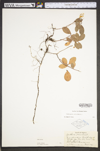 Gaultheria procumbens image