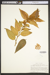 Leucothoe fontanesiana image