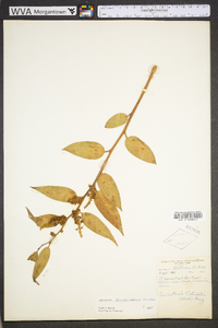 Leucothoe fontanesiana image