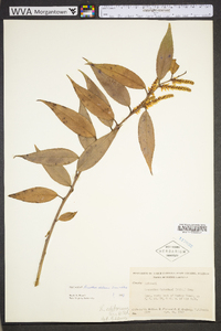 Leucothoe fontanesiana image