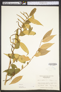 Leucothoe fontanesiana image