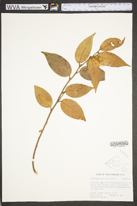 Leucothoe axillaris image