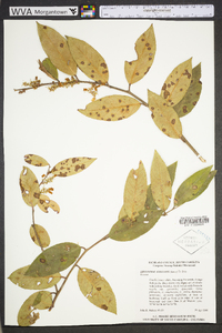 Leucothoe axillaris image