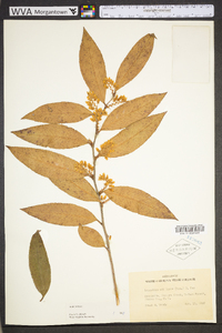 Leucothoe axillaris image