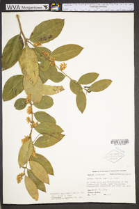 Leucothoe axillaris image