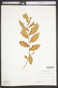 Leucothoe axillaris image