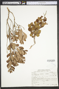 Lyonia fruticosa image