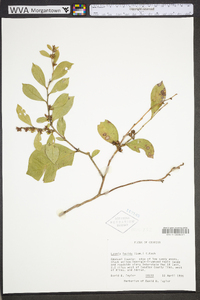 Lyonia lucida image