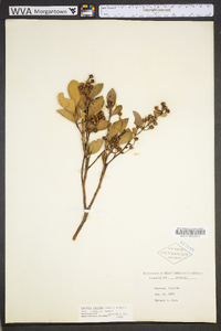 Lyonia lucida image