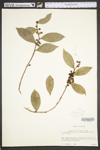 Lyonia lucida image