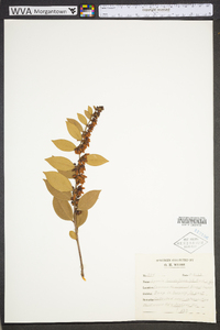 Lyonia lucida image