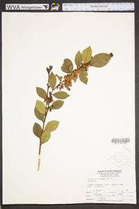 Lyonia lucida image