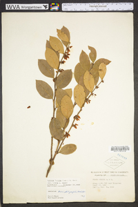 Lyonia lucida image