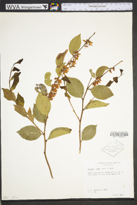 Lyonia lucida image