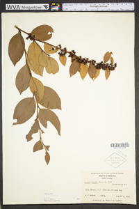 Lyonia lucida image