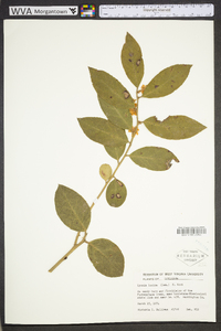 Lyonia lucida image