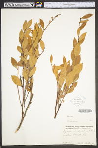 Lyonia lucida image