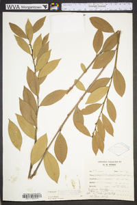 Lyonia lucida image