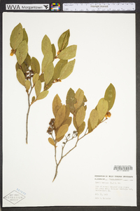 Lyonia mariana image