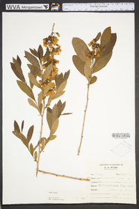 Lyonia mariana image