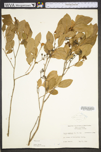 Lyonia mariana image