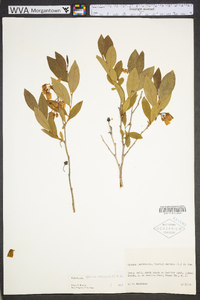 Lyonia mariana image