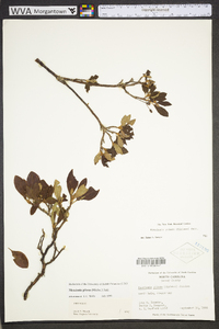 Rhododendron pilosum image