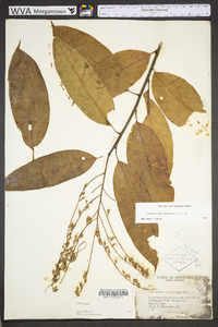 Oxydendrum arboreum image