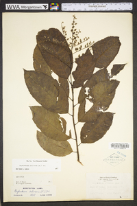 Oxydendrum arboreum image