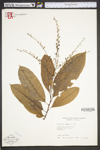 Oxydendrum arboreum image