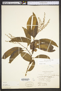 Oxydendrum arboreum image