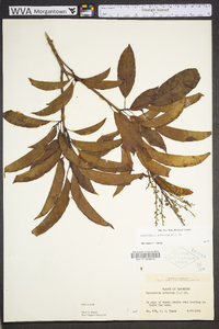 Oxydendrum arboreum image