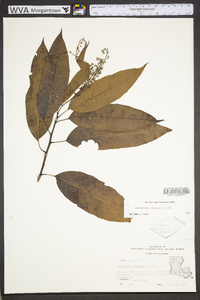 Oxydendrum arboreum image