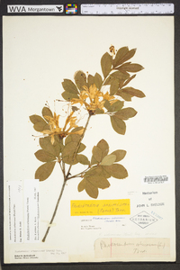 Rhododendron arborescens image