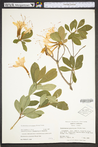 Rhododendron arborescens image