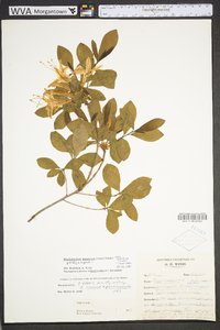 Rhododendron atlanticum image