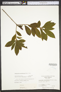 Rhododendron calendulaceum image