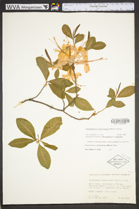 Rhododendron calendulaceum image