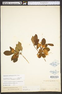 Rhododendron calendulaceum image