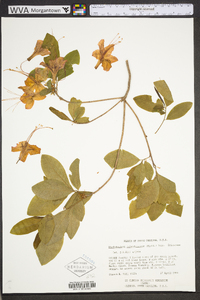 Rhododendron calendulaceum image