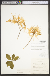 Rhododendron canescens image