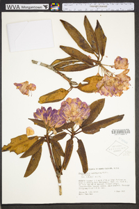 Rhododendron catawbiense image