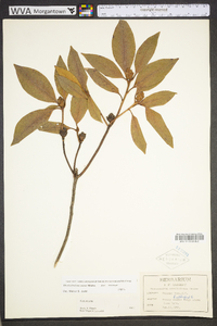 Rhododendron minus image